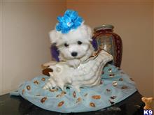 maltese puppy posted by Elegant Babies